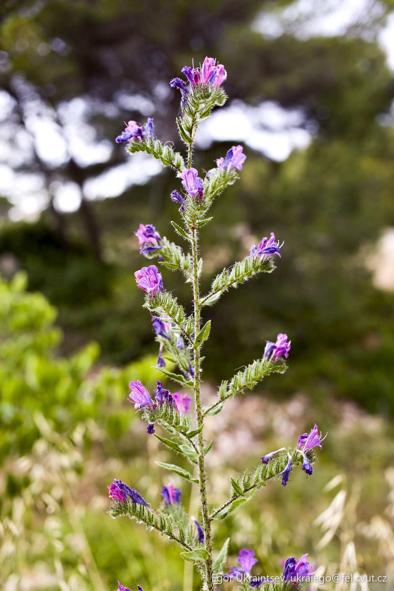 Purple flower in a field
