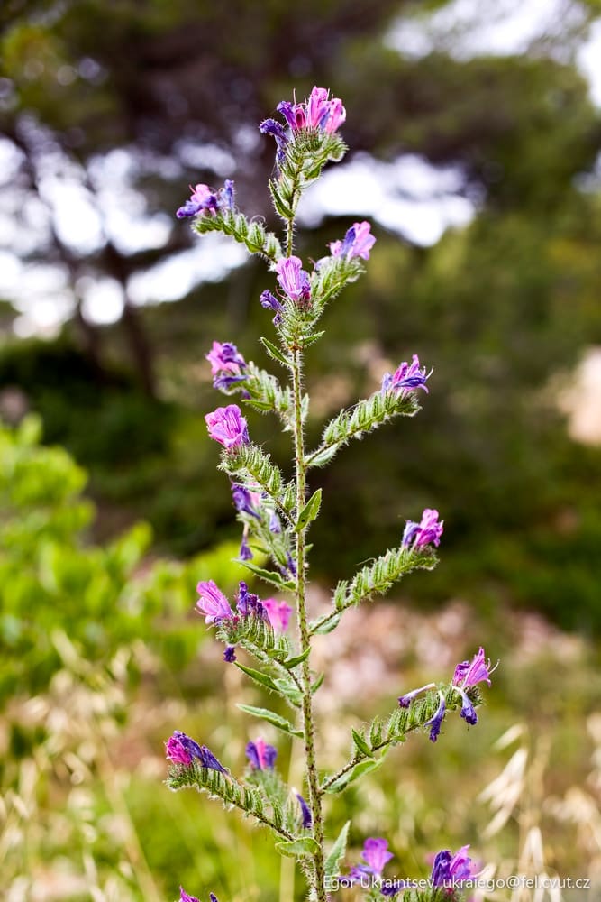 Purple flower in a field
