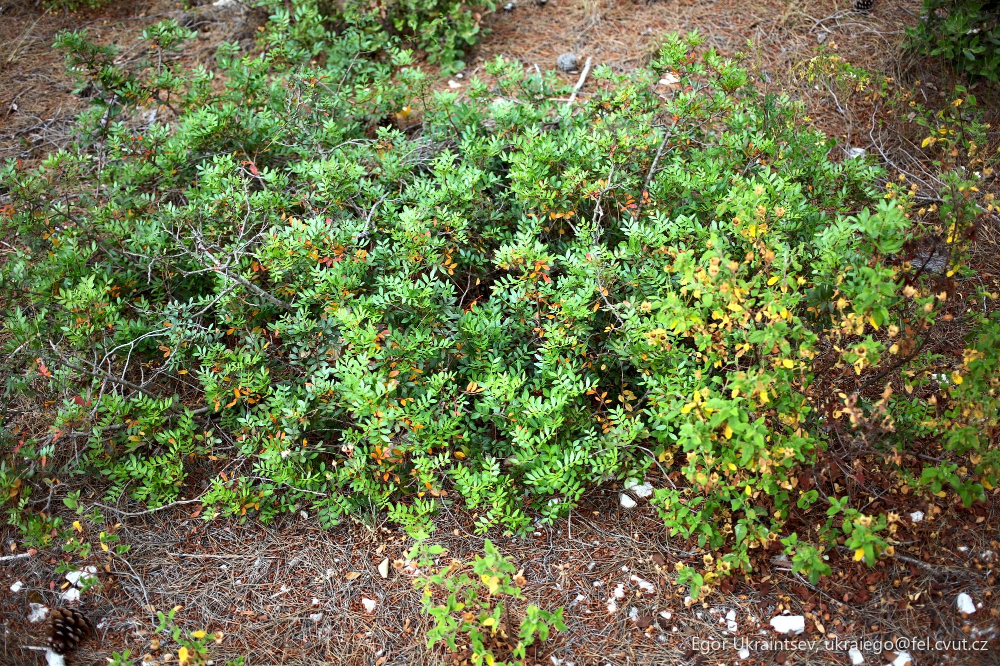 Small shrub growing