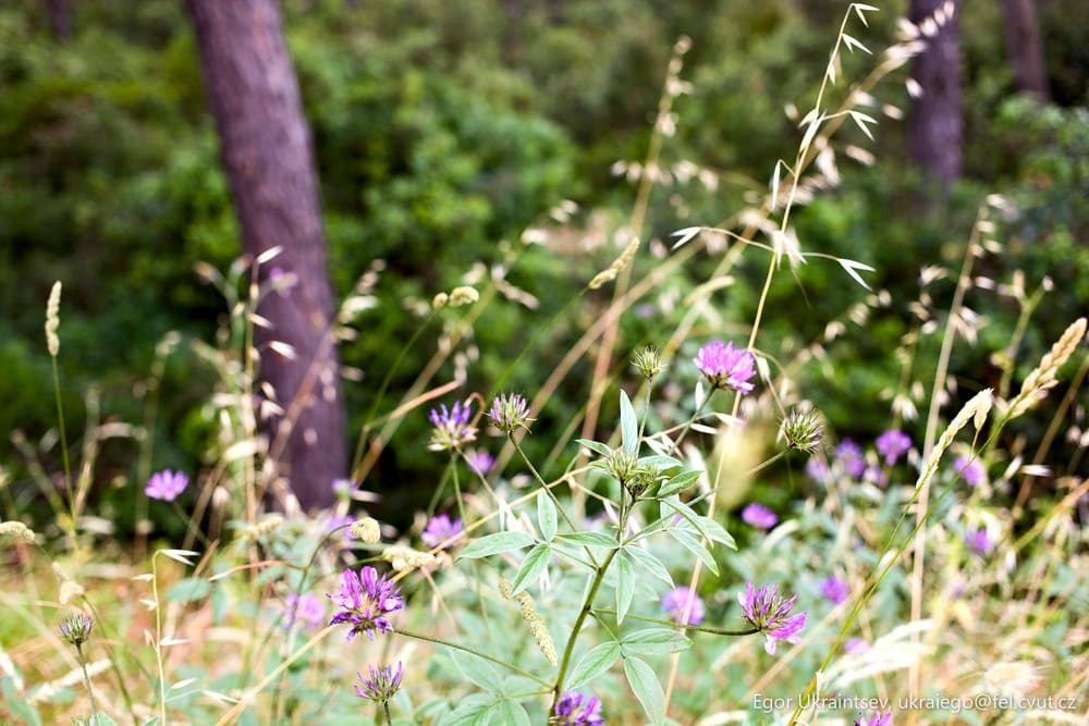 Wildflowers