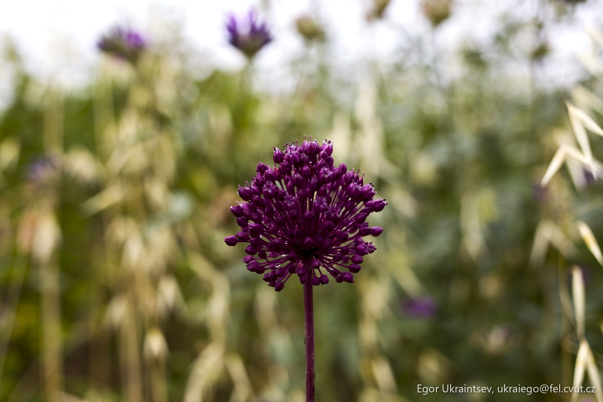 Purple flower in a field