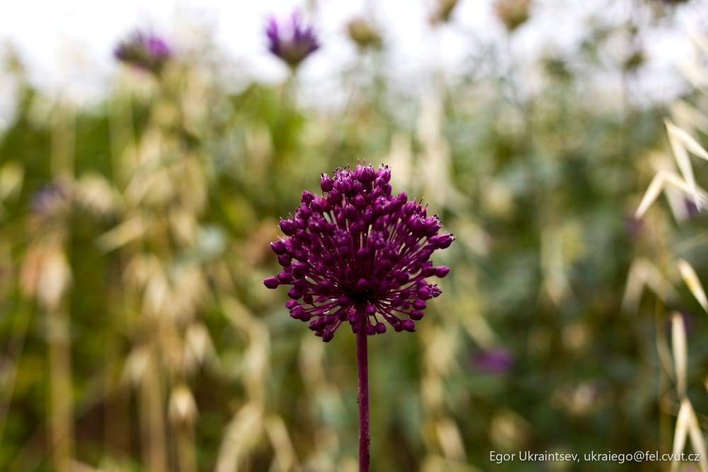 Purple flower in a field