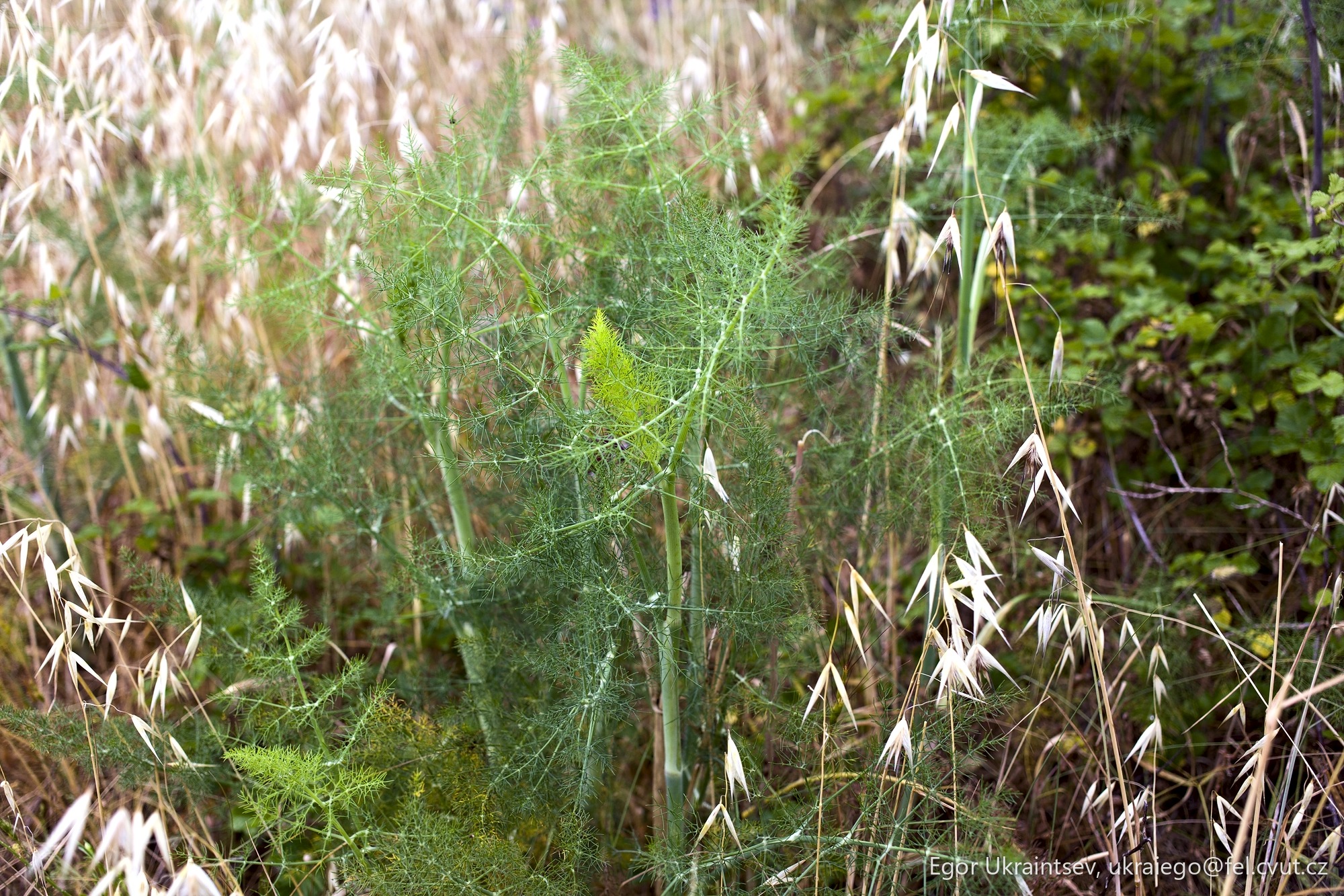 Plant in a field