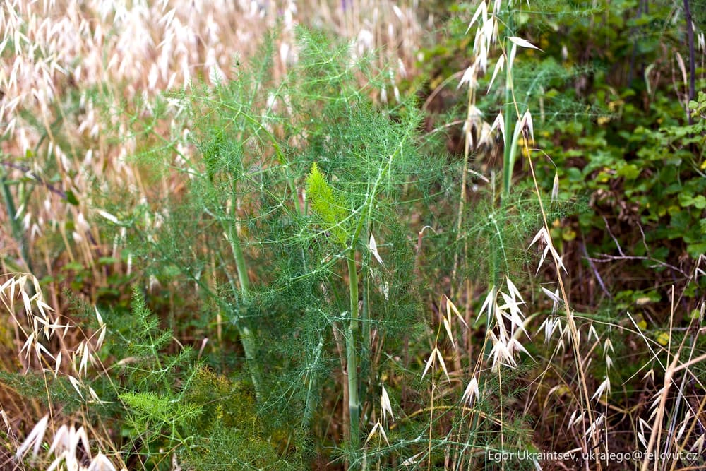Plant in a field