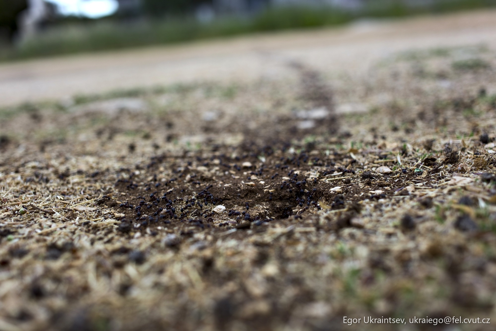 Patch of dirt