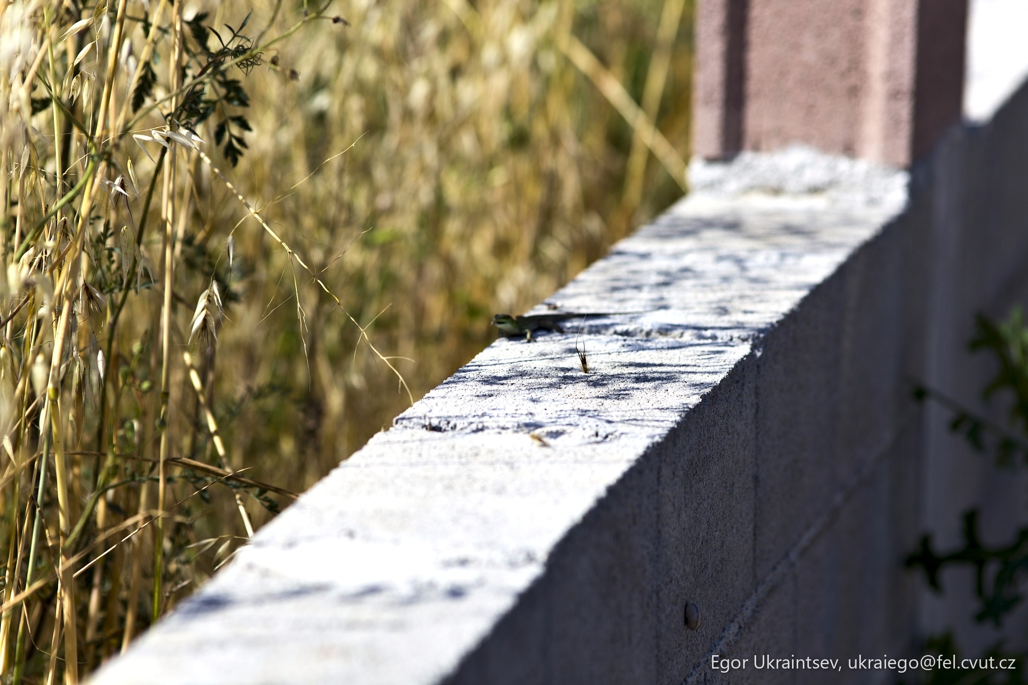 Bird on the edge