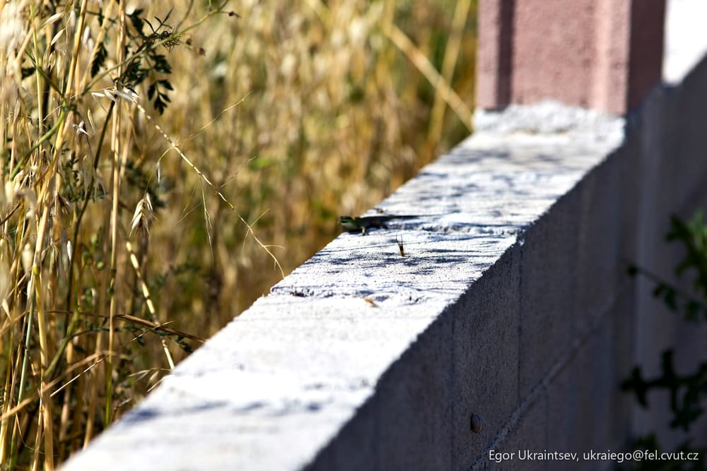 Bird on the edge