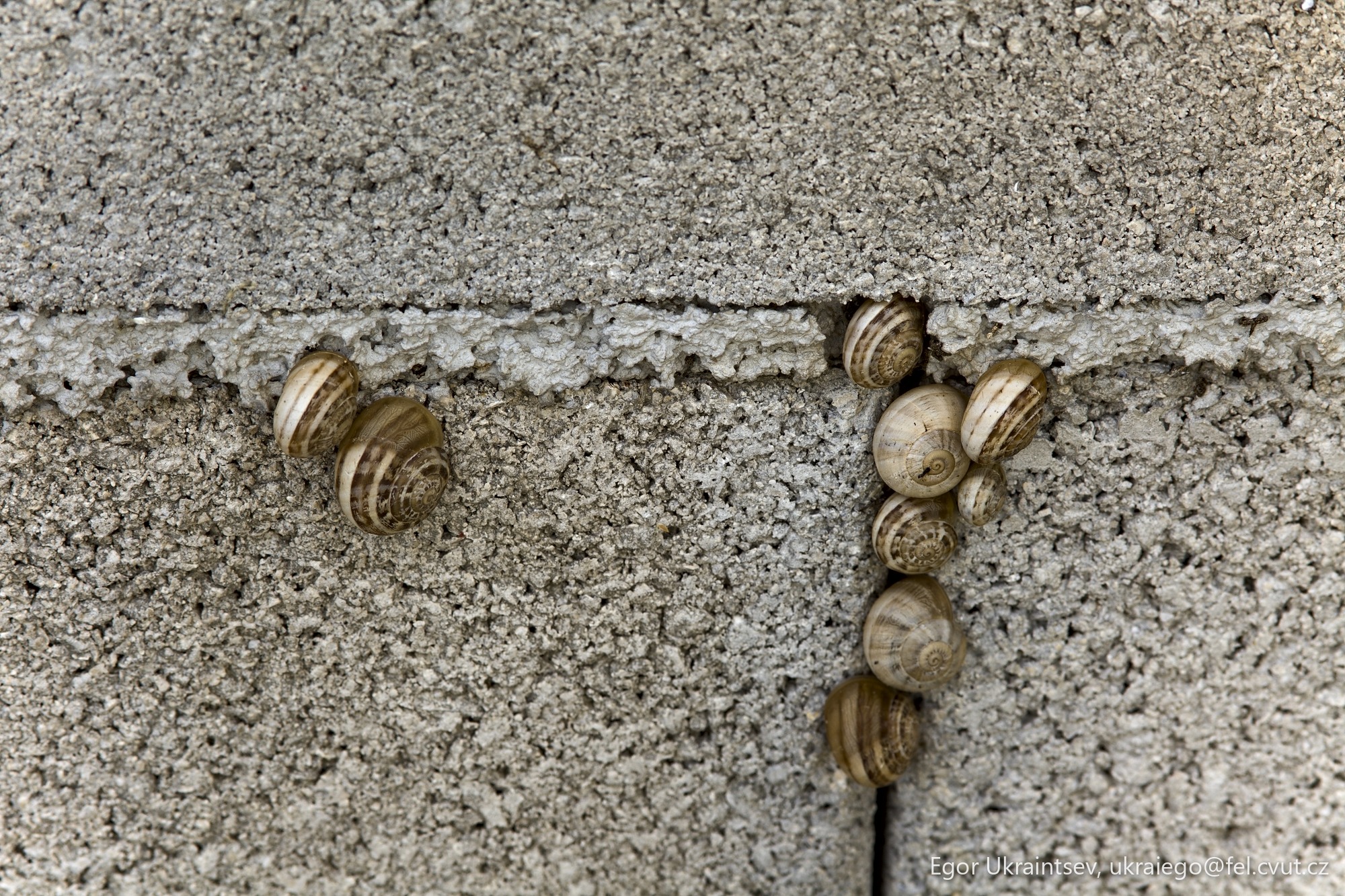 Snails crawling on a concrete