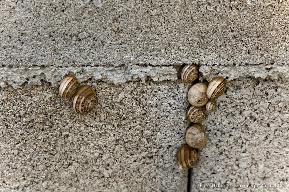 Snails crawling on a concrete