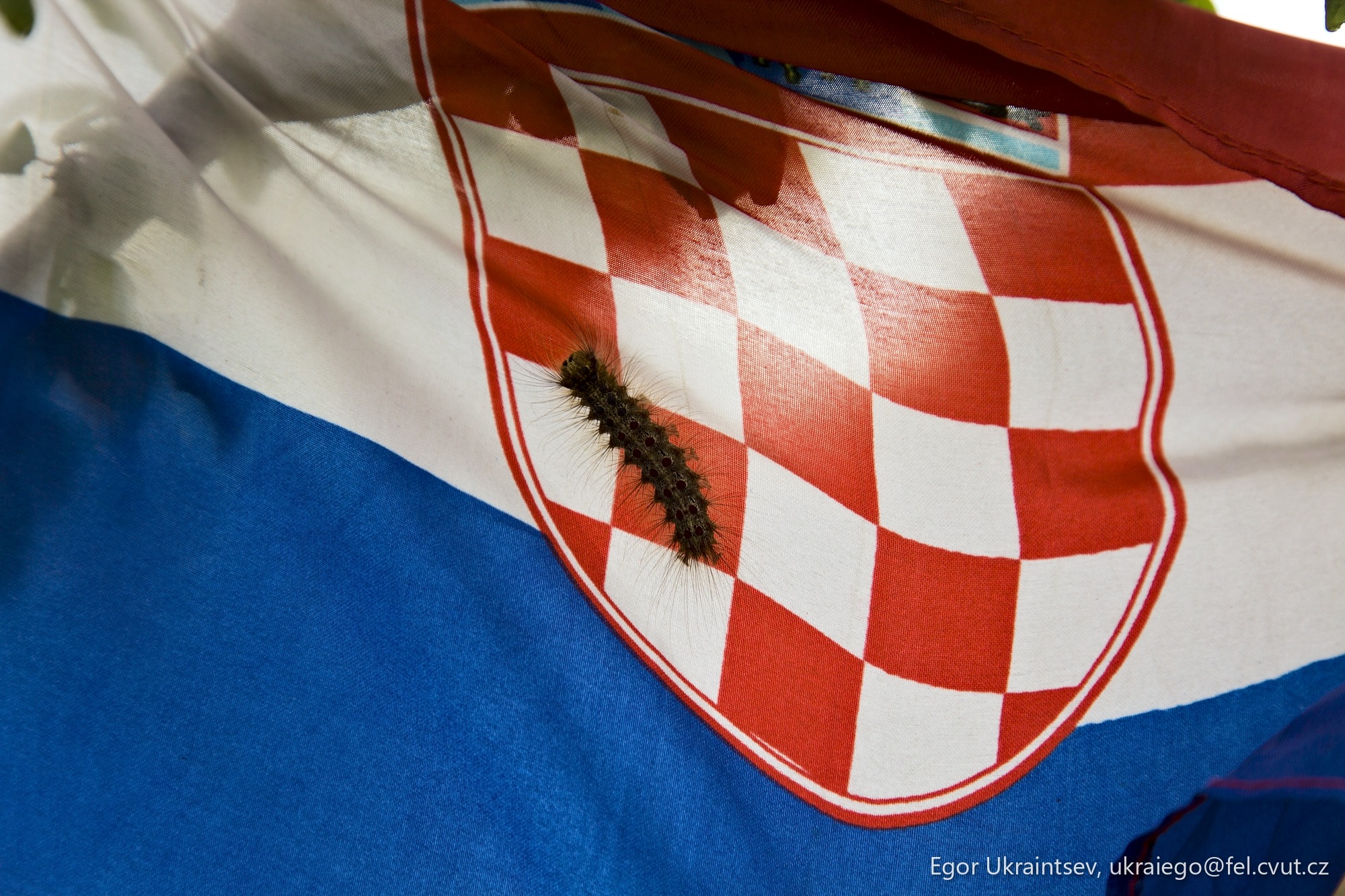 Bug on a croatian flag