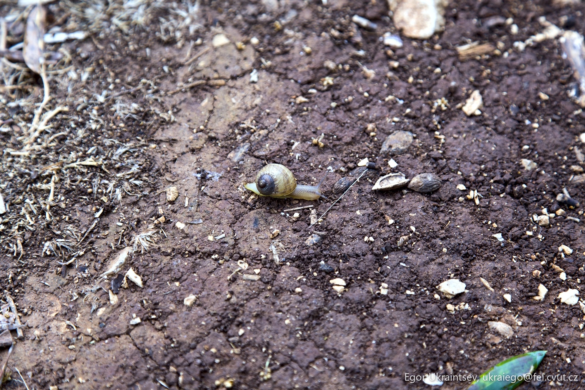 Snail on the ground