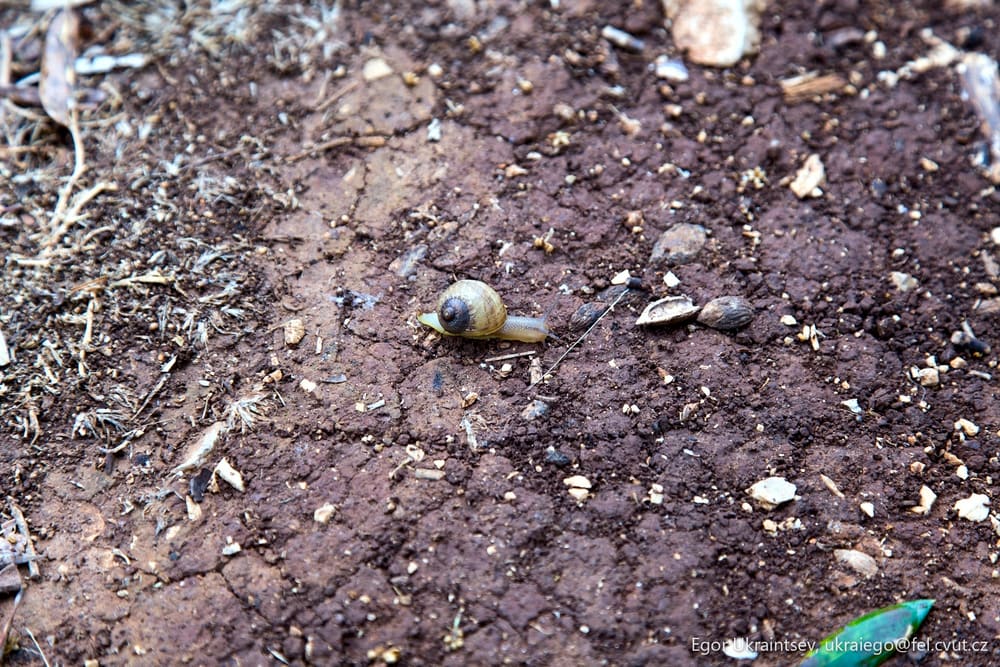Snail on the ground