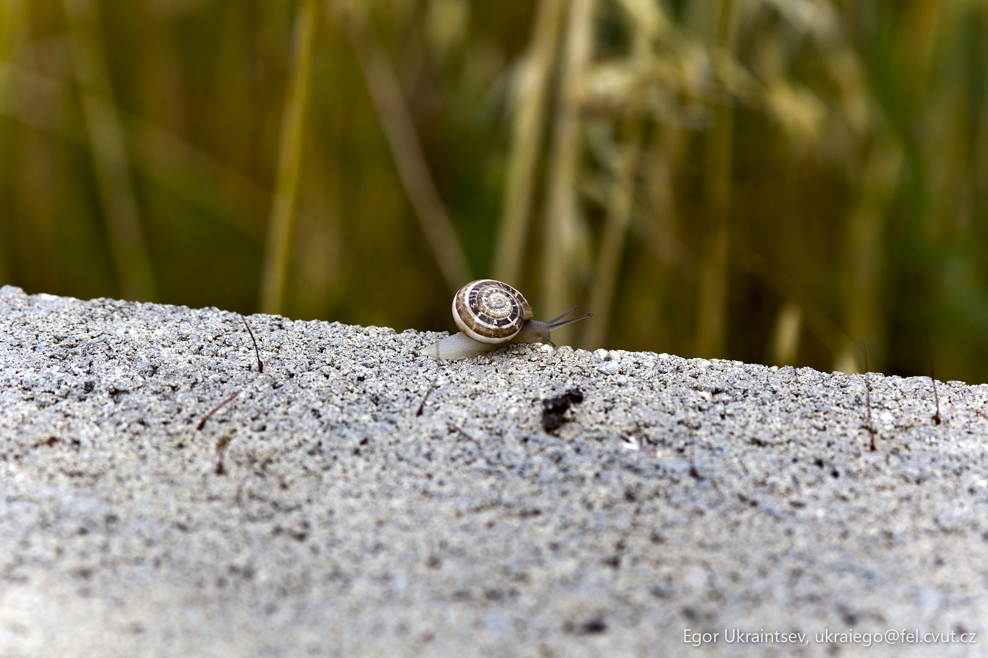 Small snail on a sand