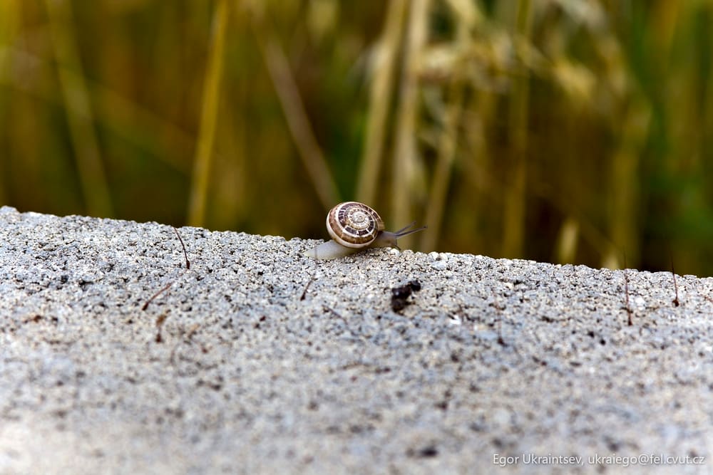 Small snail on a sand