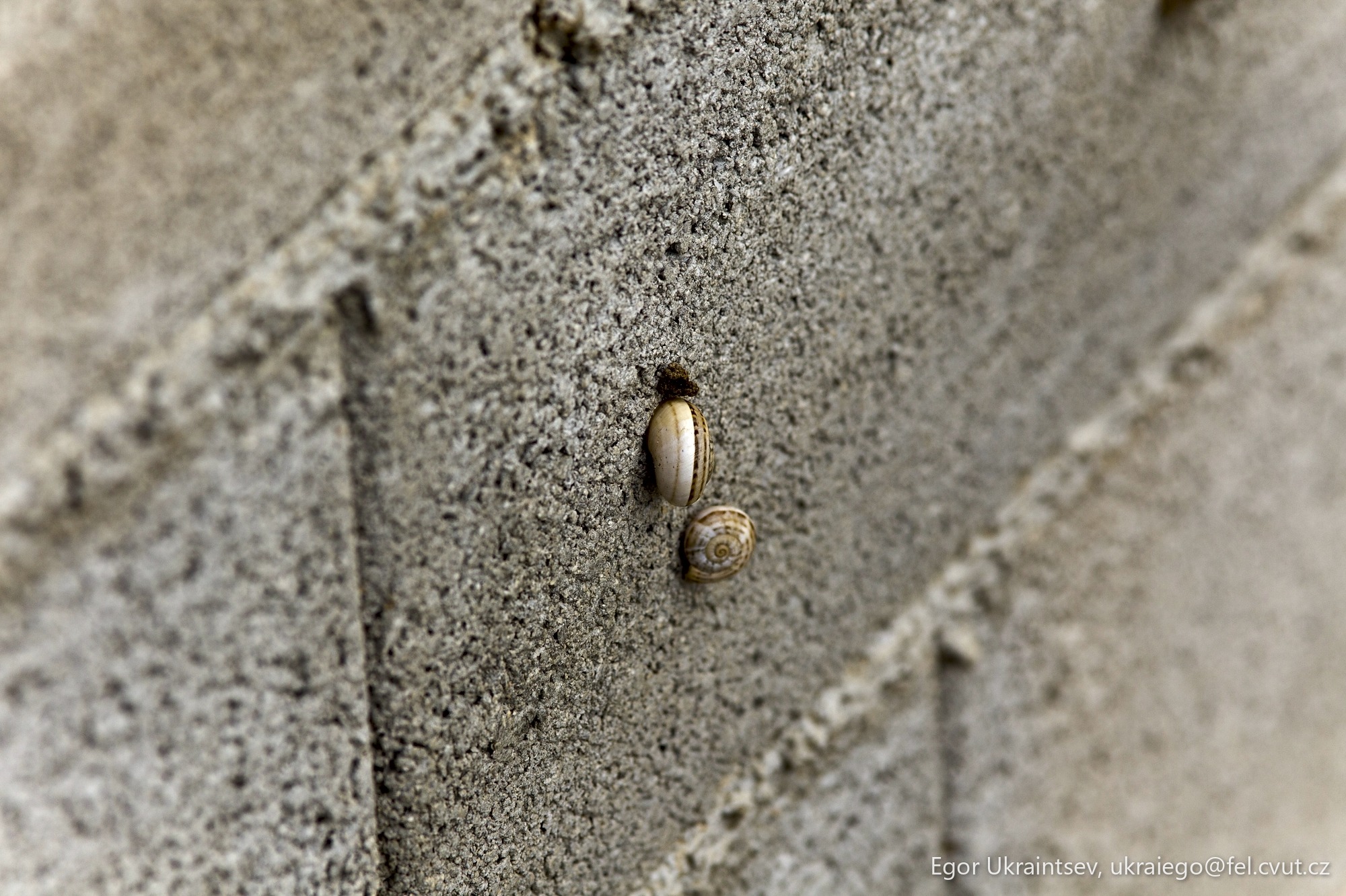 Snail crawling on a wall