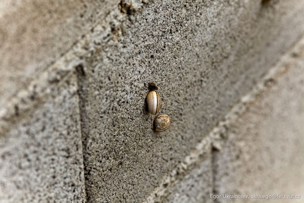 Snail crawling on a wall