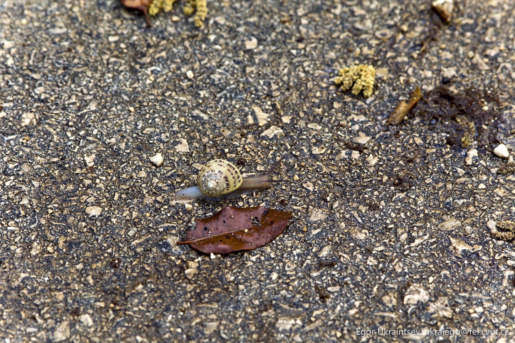 Dead bird on the ground