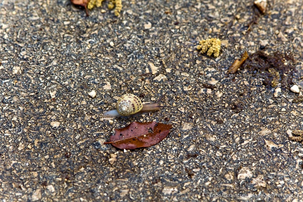 Dead bird on the ground