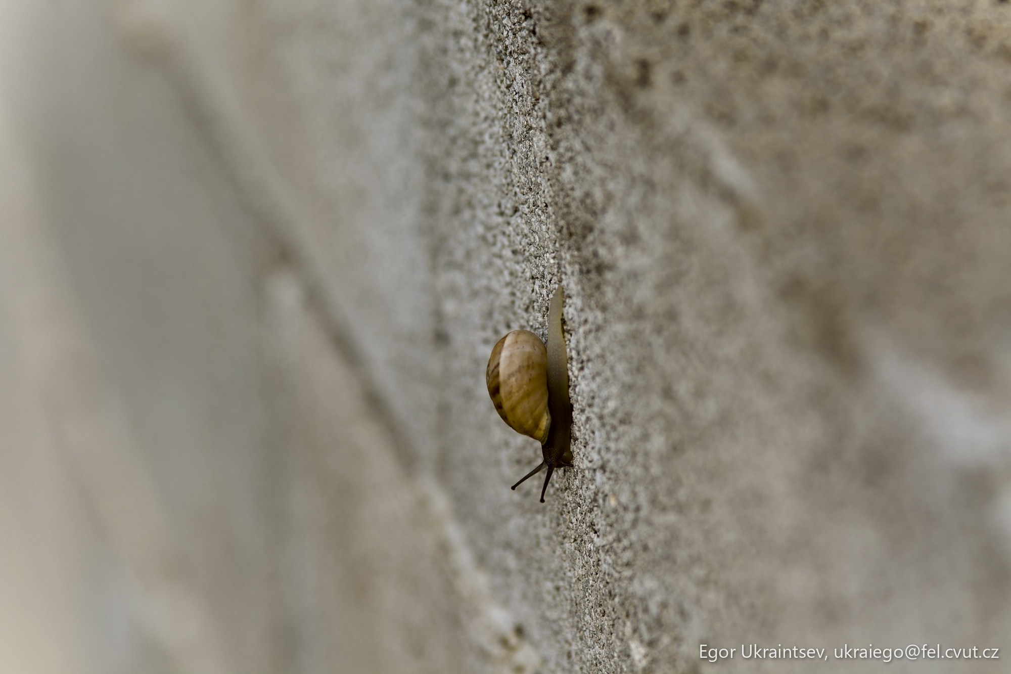 Snail crawling on a wall
