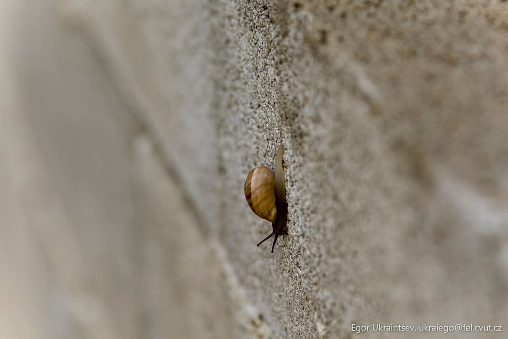 Snail crawling on a wall