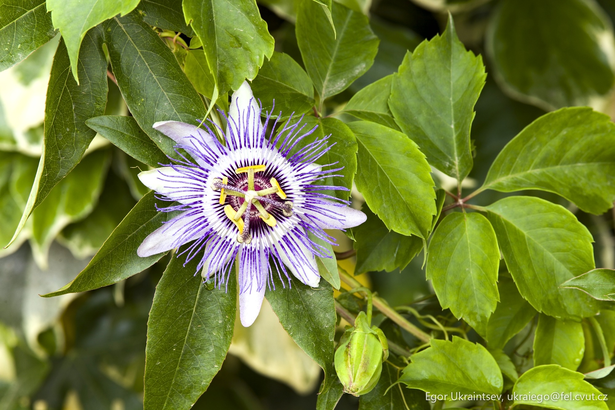 Passion flower
