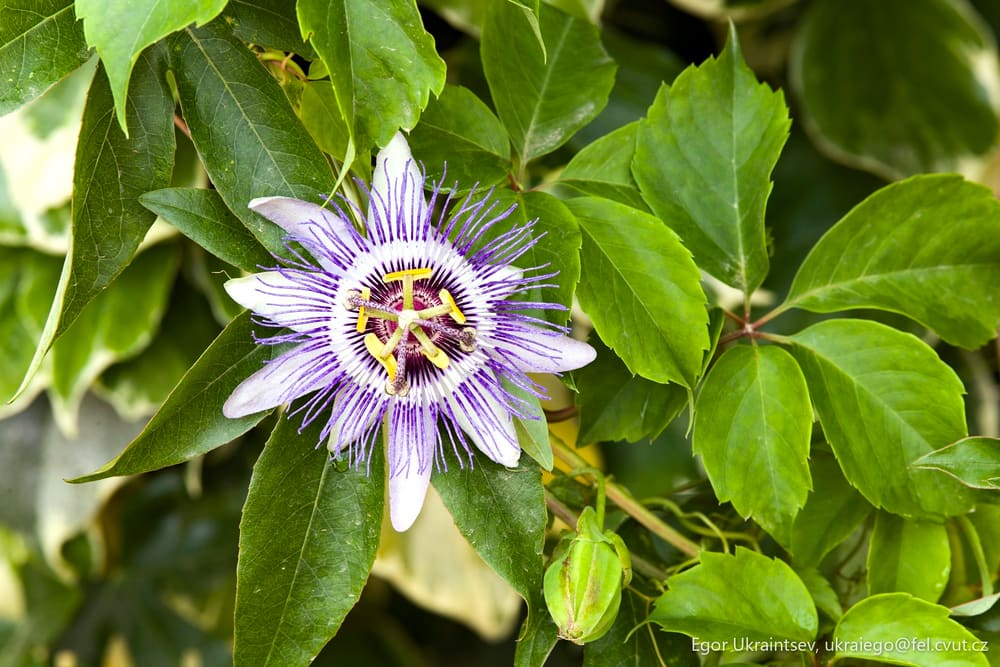 Passion flower