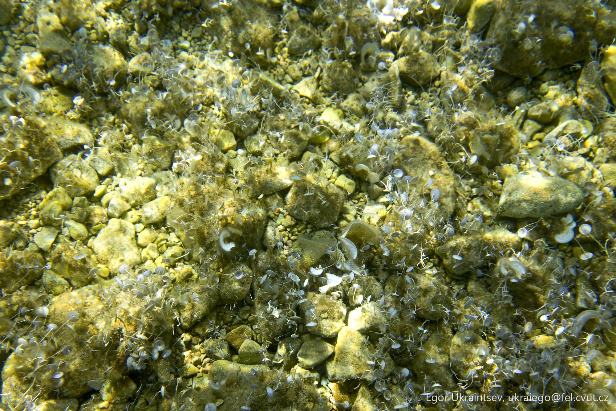 Seaweed