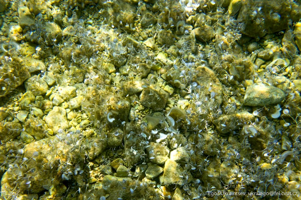 Seaweed