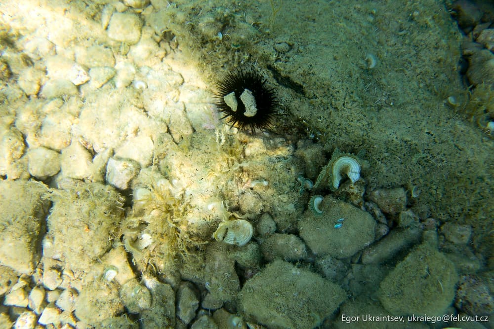 Small fish in the water