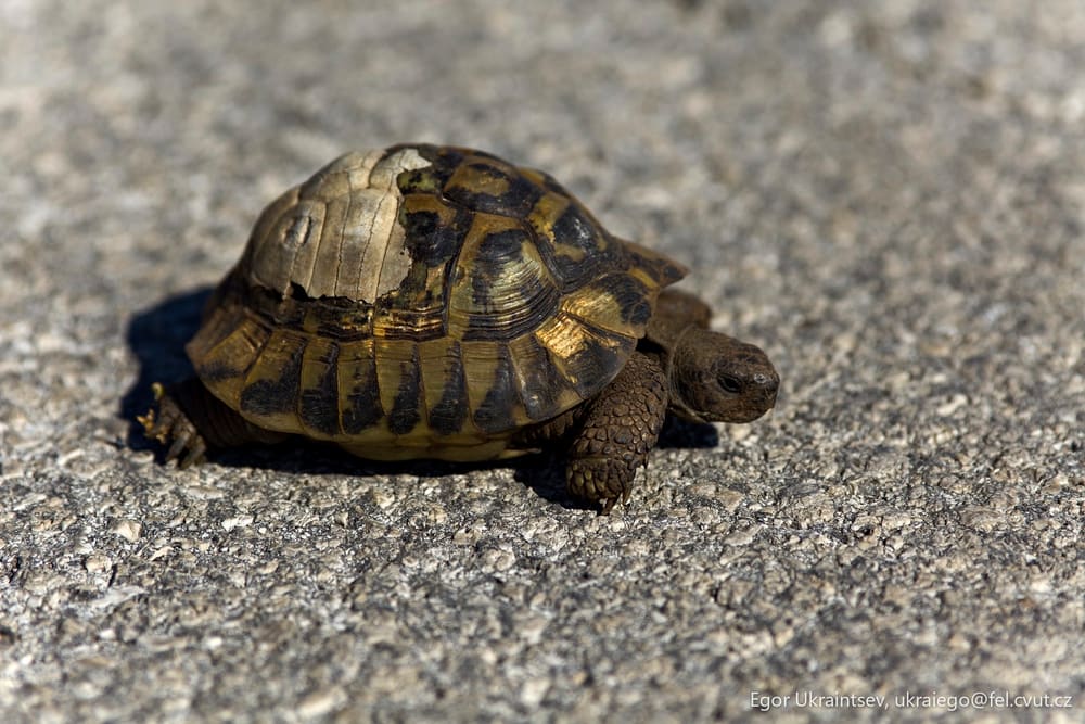 Small turtle on the road