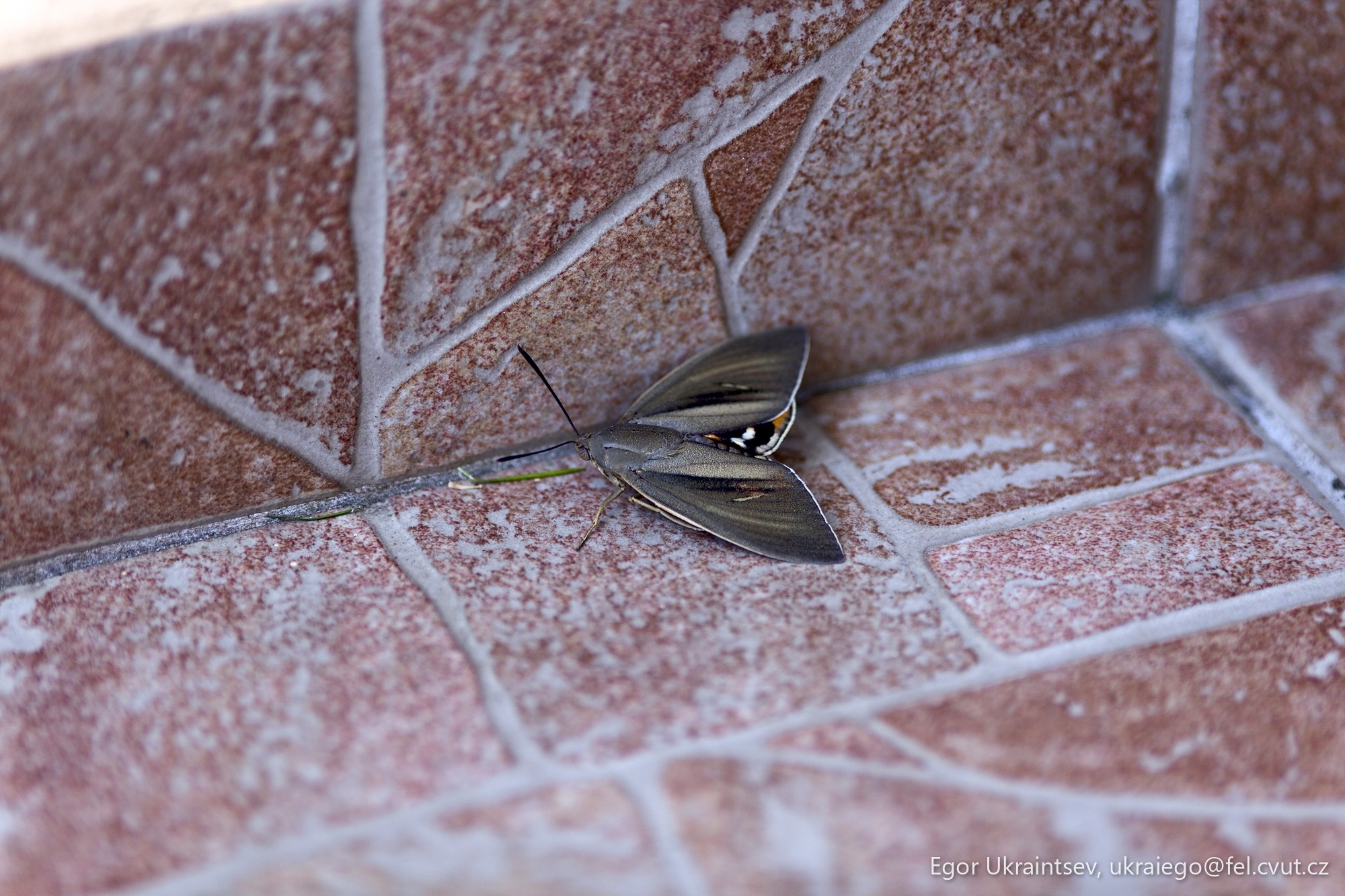 Moth on a tiled floor