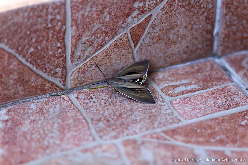 Moth on a tiled floor