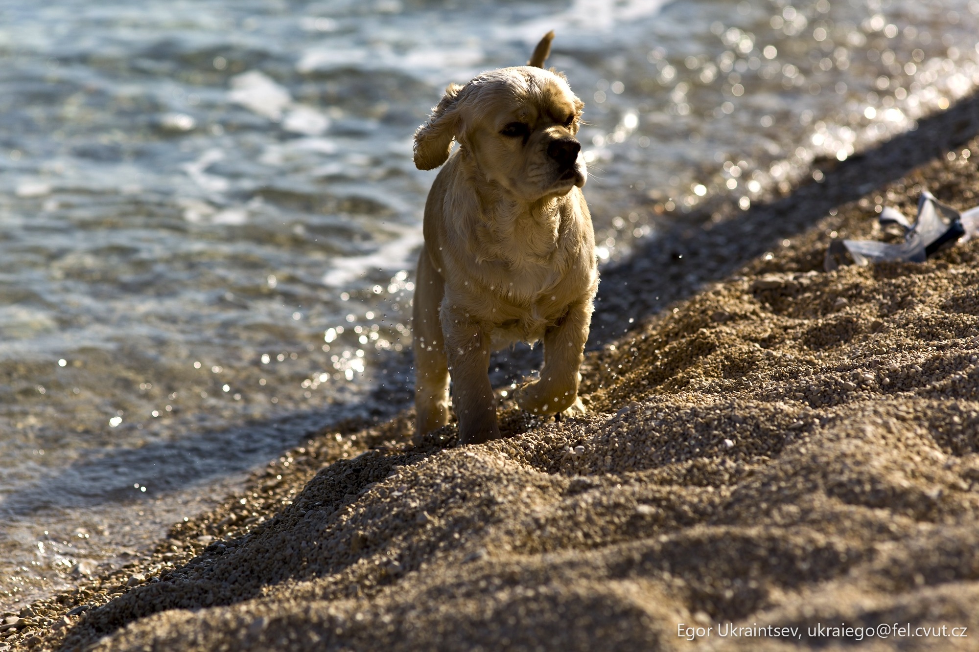Dog running on the beach