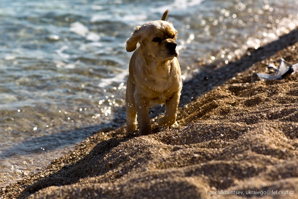 Dog running on the beach