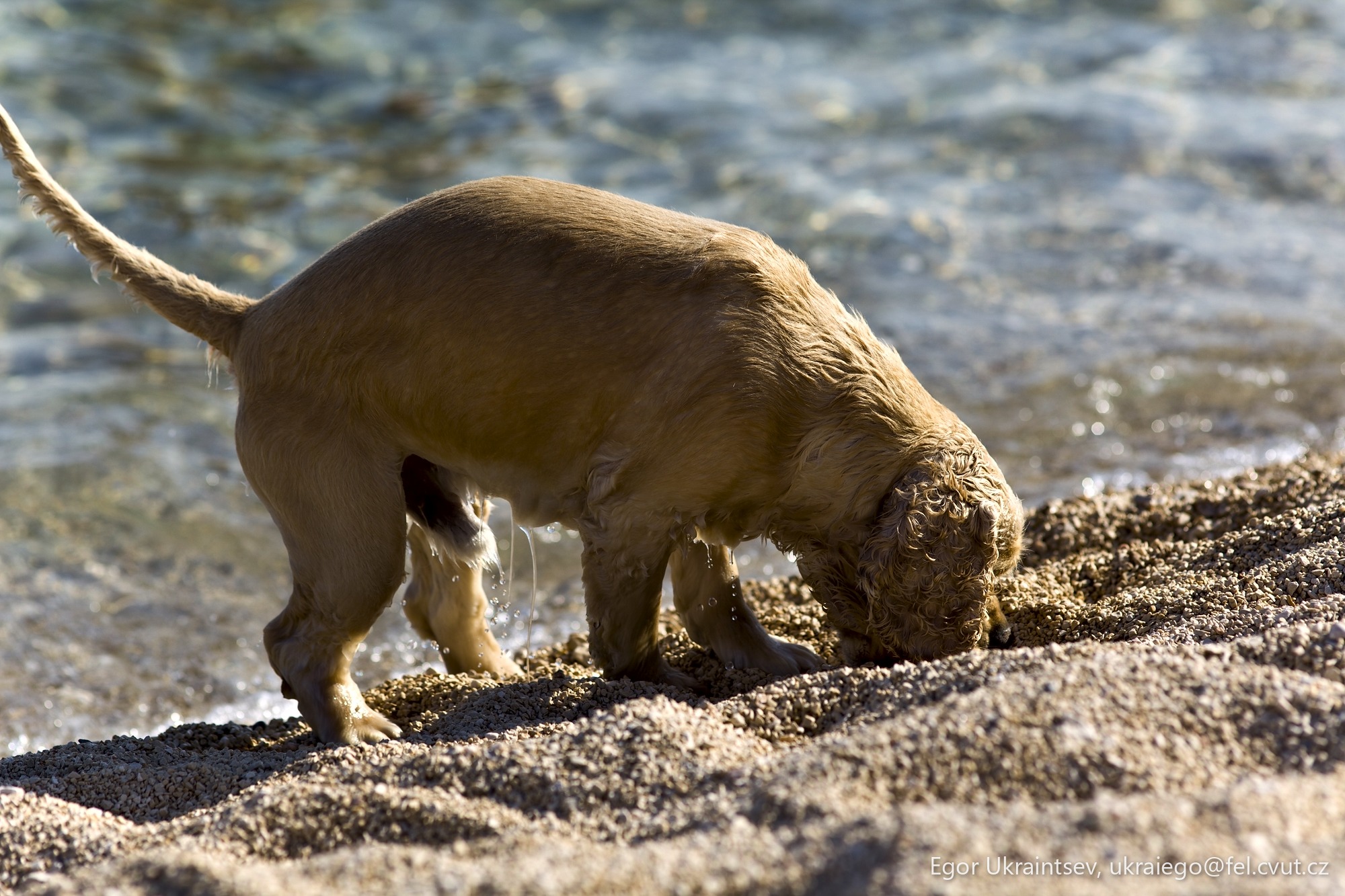 Dog digging in the sand