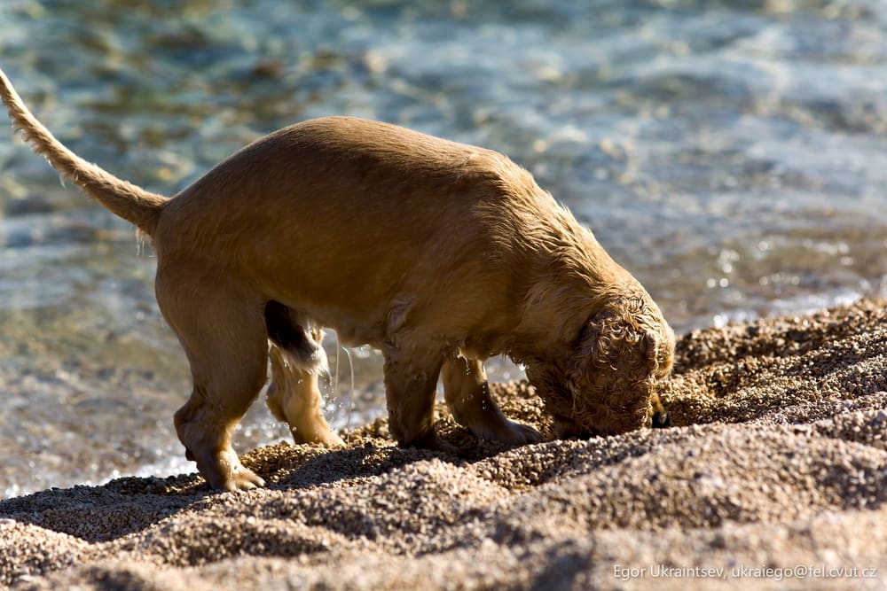 Dog digging in the sand