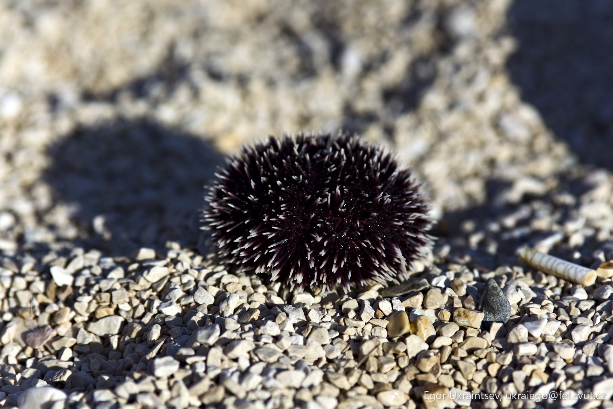 Flower on the ground