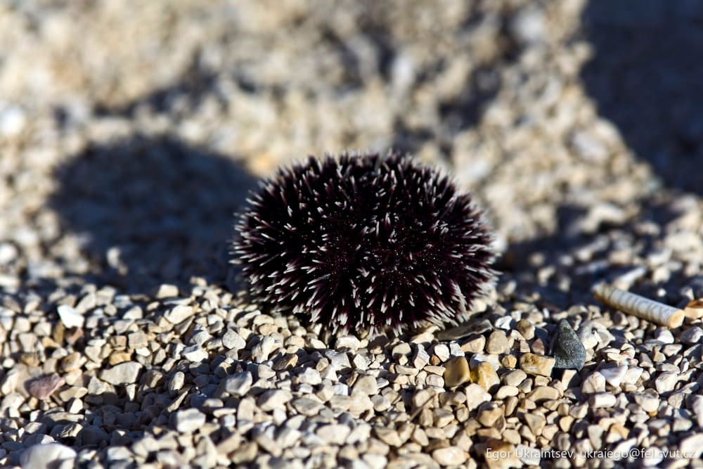 Flower on the ground