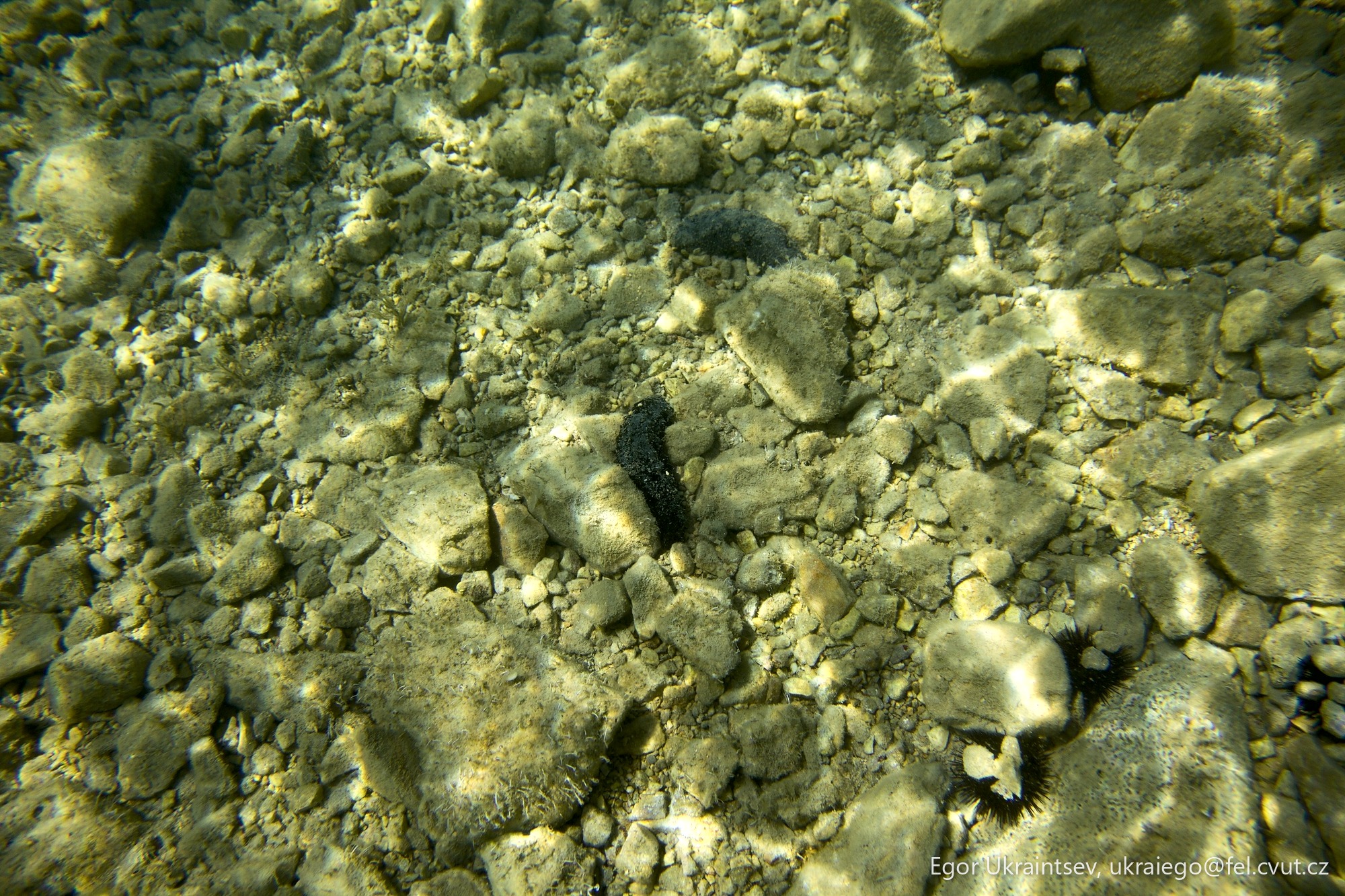 Small fish in the shallow