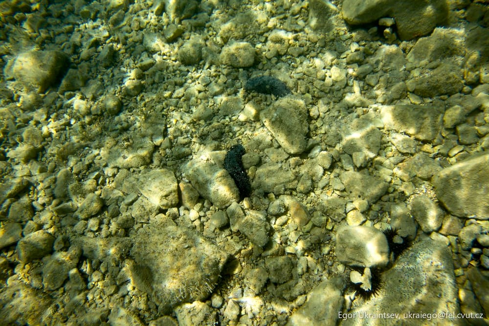 Small fish in the shallow