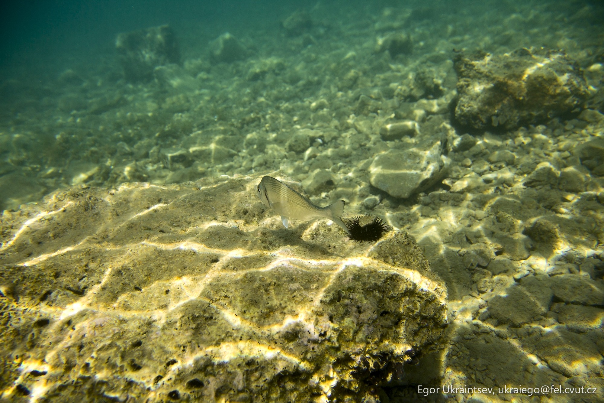 Fish in the water