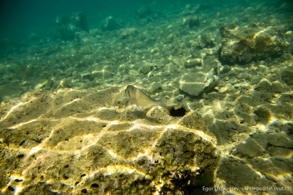Fish in the water