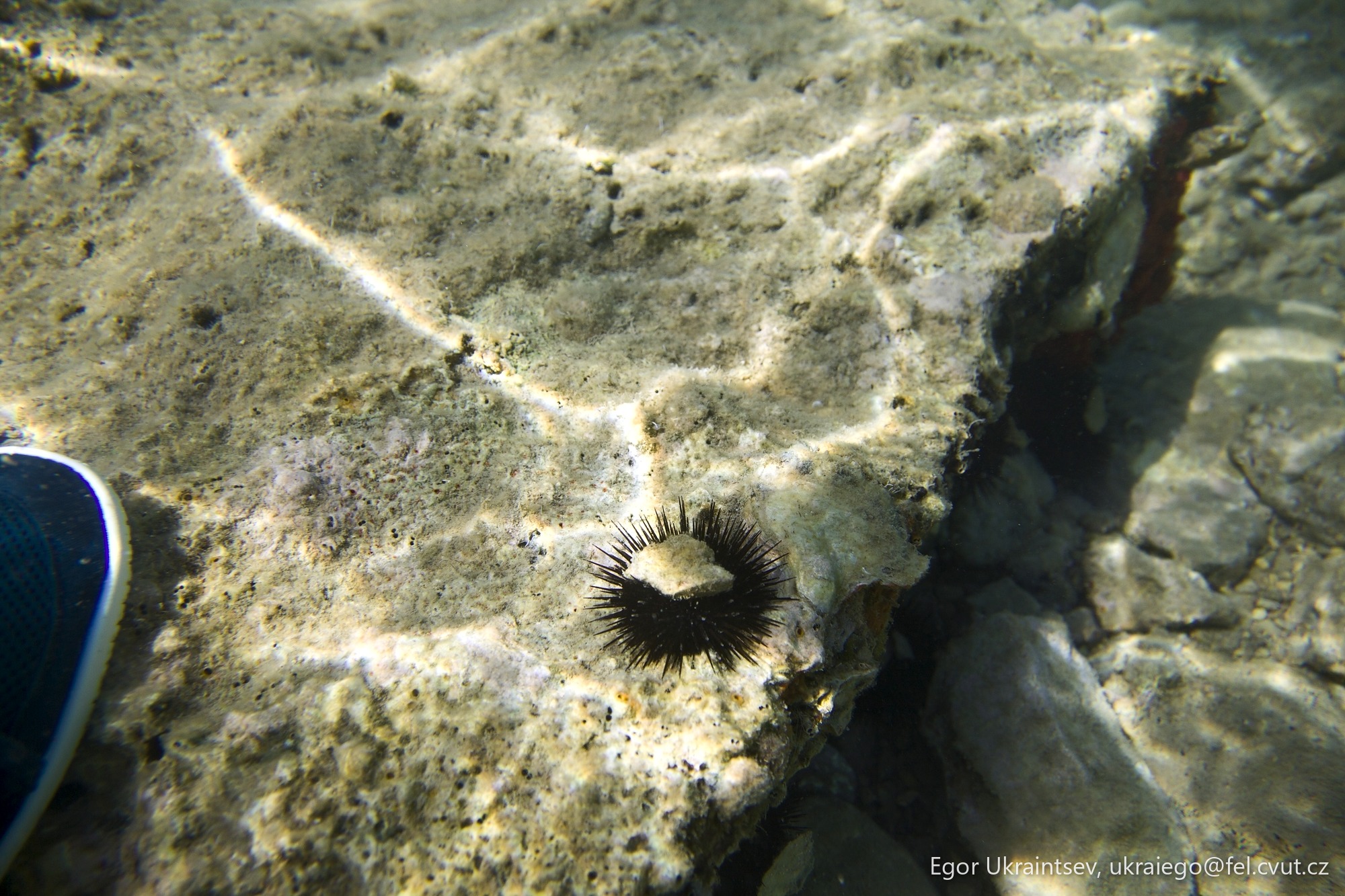 Sea urchin on the bottom
