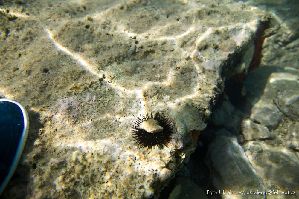 Sea urchin on the bottom