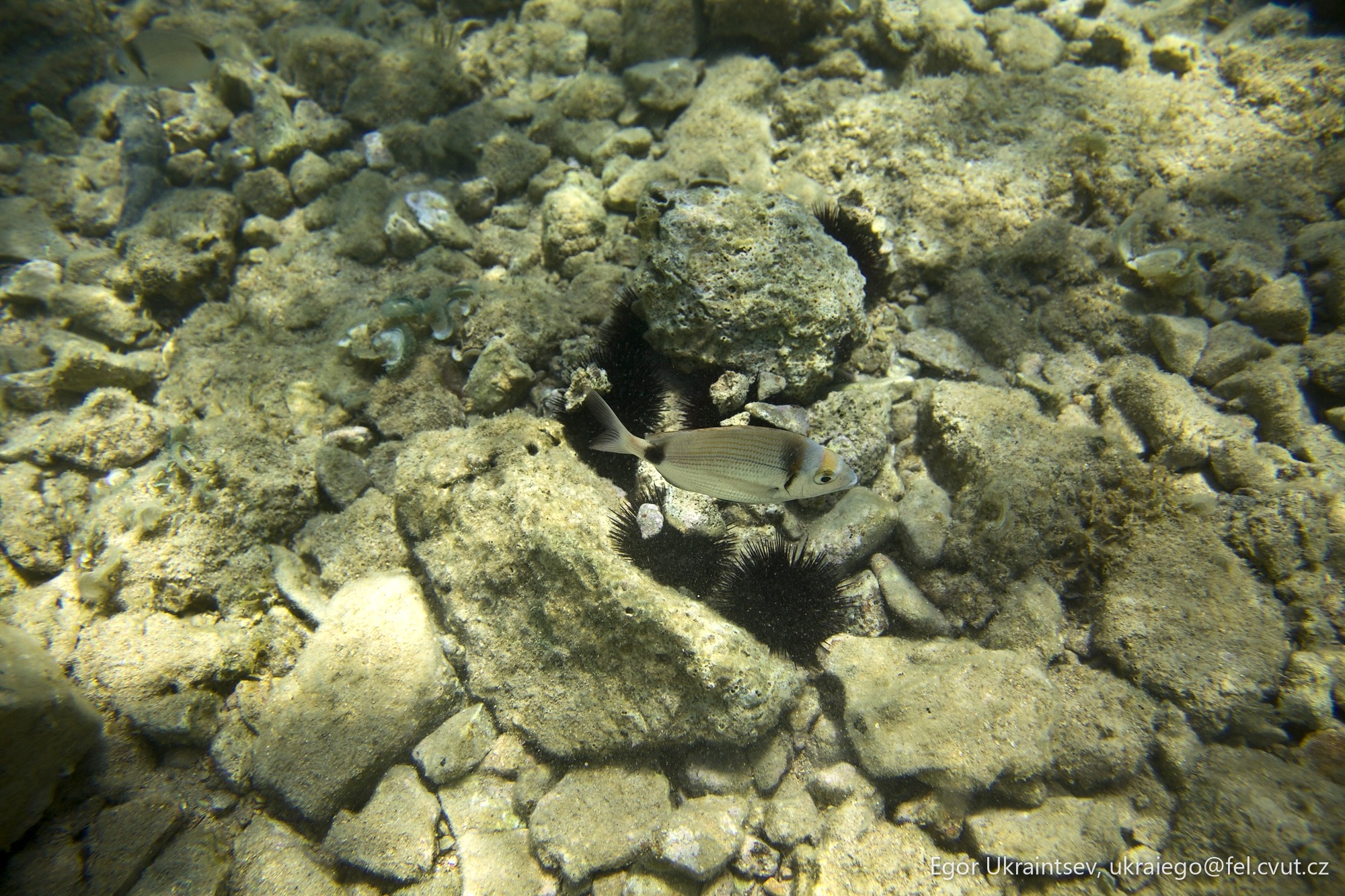 Black and white fish