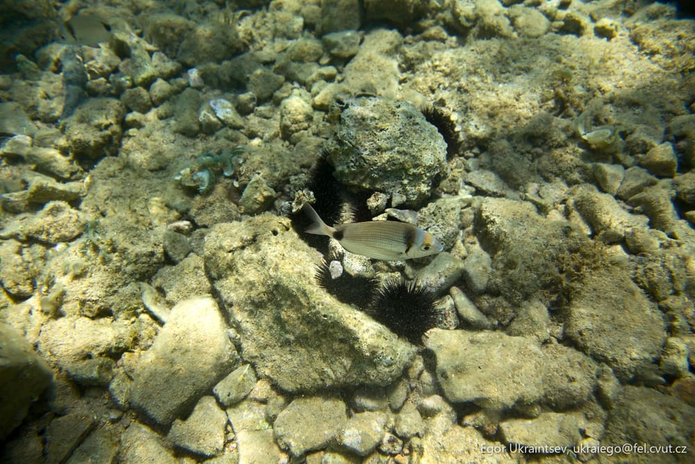 Black and white fish