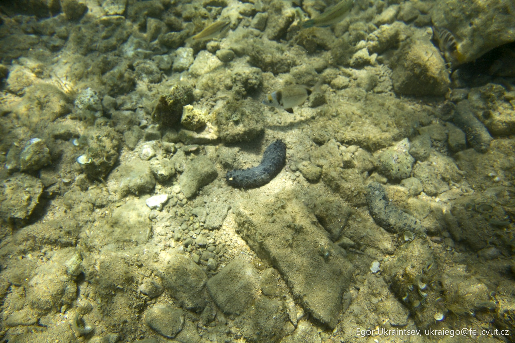 Small fish on a coral