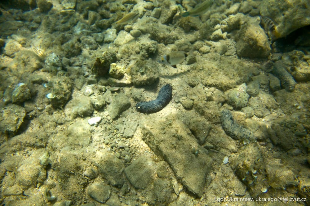 Small fish on a coral