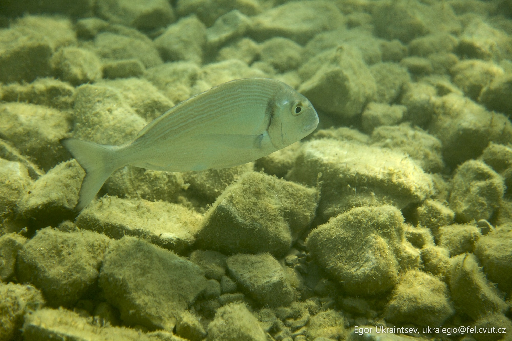 Small fish in the water