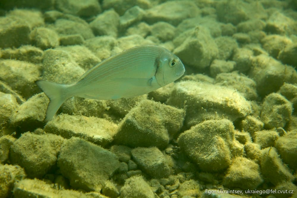 Small fish in the water